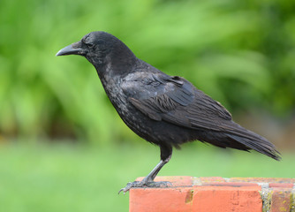 American Crow, Corvus brachyrhynchos, standing on a brick post in a suburban garden.