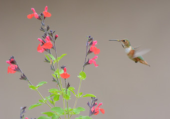 Allen’s Hummingbird hovering near a Red Star Autumn Sage bush.