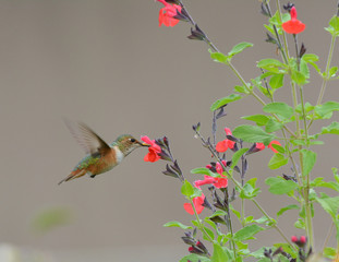 Allen’s Hummingbird drinking nectar from a Red Star Autumn Sage bush.