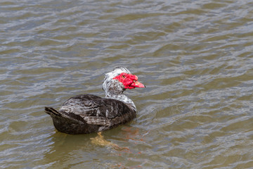 Muscovy Duck swimming in a pond. 