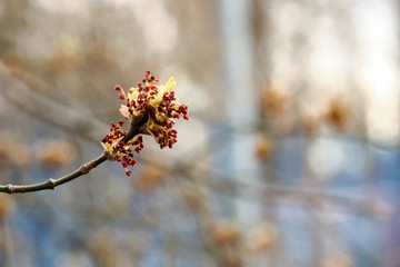 flowering buds on a tree branch