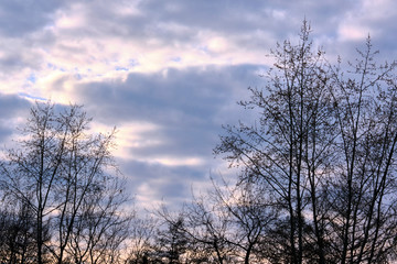 thick clouds against the background of trees