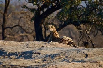A cheetah surveys his domain in Kruger National Park, South Africa