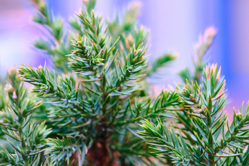 texture of covoi spruce macro close-up