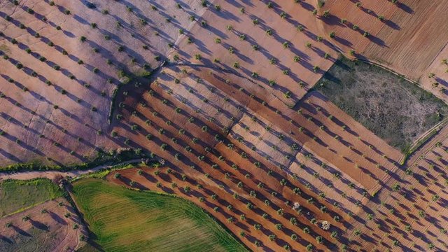 Aerial view from a drone of olive and cereal fields in the province of Toledo, Autonomous Community of Castilla La Mancha, Spain, Europe