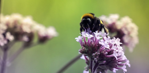 Bumblebee on a flower of a Tall Verbena (Jatteverbena, Verbena bonariensis).