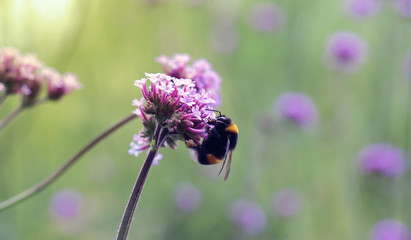 Bumblebee on a flower of a Tall Verbena (Jatteverbena, Verbena bonariensis).