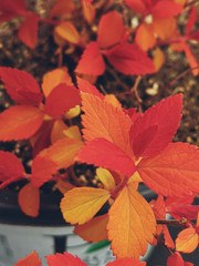 red maple leaves