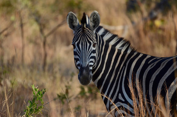 A zebra in Kruger National Park, South Africa
