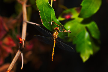 A Dragonfly In The Garden At Night