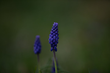 Almost Ready to Bloom