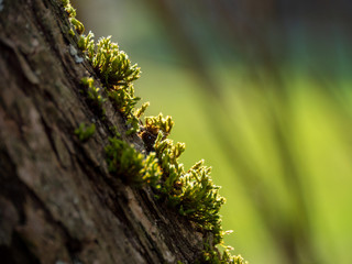 Mosses on the tree in the evening backlight