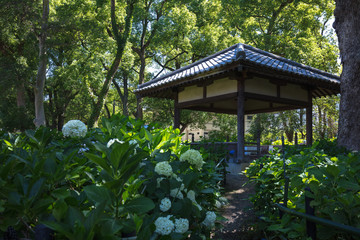 京都府 藤森神社 紫陽花