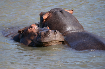 Hippos in the river - South Africa