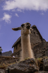 llama de Machu Picchu