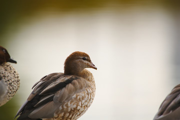 Fototapeta premium A duck looking out into a lake