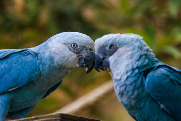 The Spix's macaw is a macaw native to Brazil. The bird is a medium-size parrot. The IUCN regard the Spix's macaw as probably extinct in the wild. Its last known stronghold in the wild was in Brazil.