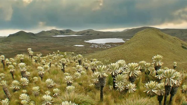 P&aacute;ramos frailejones de reserva ecol&oacute;gica El Angel, Carchi, ecuador
