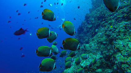 Bank of butterfly fish swimming on the coral reef, in Pulau Weh, Sumatra, Indonesia.