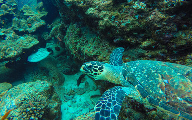 A hawksbill turtle, Eretmochelys imbricata, swiming over the coral reef in Sumatra, Pulau Weh, Indonesia.