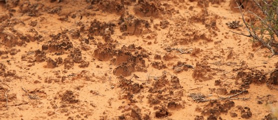 Close-up of biological soil crust along Mesa Arch Trail in Canyonlands National Park (Island In The...