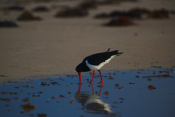 A pied oyster catcher hunting on the beach at dawn - landscape