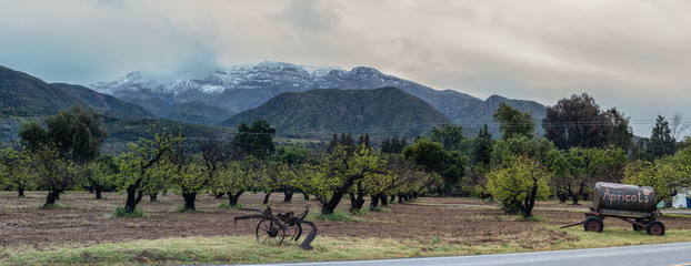 Country side orchard of trees with new growth of leaves with antique plow before snow covered...