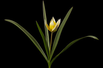 Flower of tulipa Tarda, botanical tulip, isolated on black background