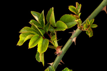 Small twig of rose with young green leaves and thorns, isolated on black background
