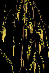 Young sprigs of birch with leaves and earrings, on black background