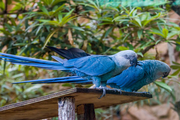 The Spix's macaw is a macaw native to Brazil. The bird is a medium-size parrot. The IUCN regard the Spix's macaw as probably extinct in the wild. Its last known stronghold in the wild was in Brazil. © Danny Ye