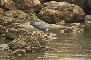 A White Faced Heron Hunting On The Rocks