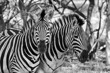 Obraz na płótnie Canvas Zebras in a wildlife park in South Africa