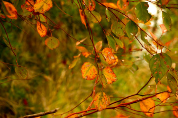 Autumn Leaves 2020