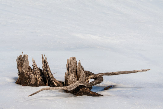 frozen driftwood in the snow and ice © Terry