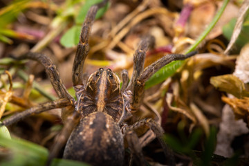 Hunting wolf spider 