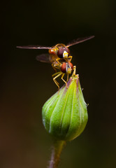 Two mating hoverflies on a flower bud