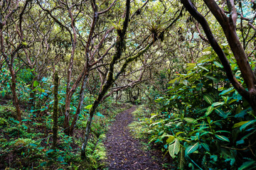 Path through ecuatorian jungle