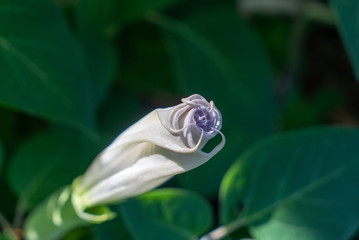 Trumpet flower before sunset