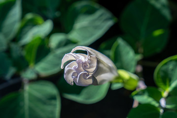 Trumpet flower opening