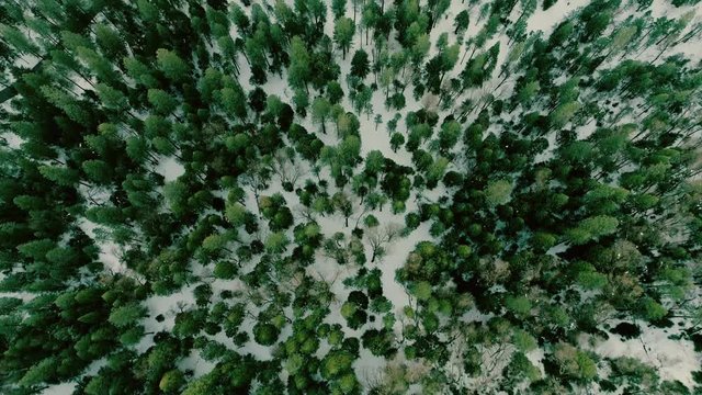 top down flight over a snowy green-white forest. Pines, cedars, oaks.