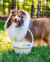 Shetland Sheepdog with Easter Basket