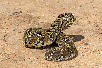 Venomous Puff Adder in South Africa