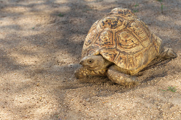 Adult Leopard Tortoise in South Africa
