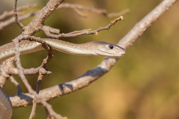 Venomous Black Mamba snake in South Africa