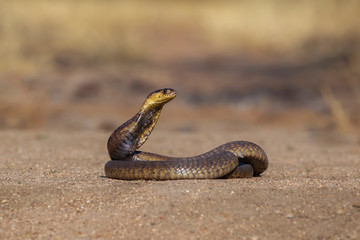 Snouted Cobra in South Africa