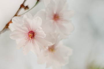 Naklejka na ściany i meble Cherry blossom closeup. Brаnch with cherry flowers in spring.