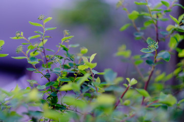 Bush with fresh green leaves. Close-up. Can be used as natural background.