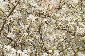 cherry blossom background