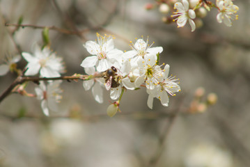 cherry tree blossom